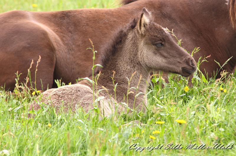 Farsael d.jpg - Farsael von Heidmoor 10 Tage alt
